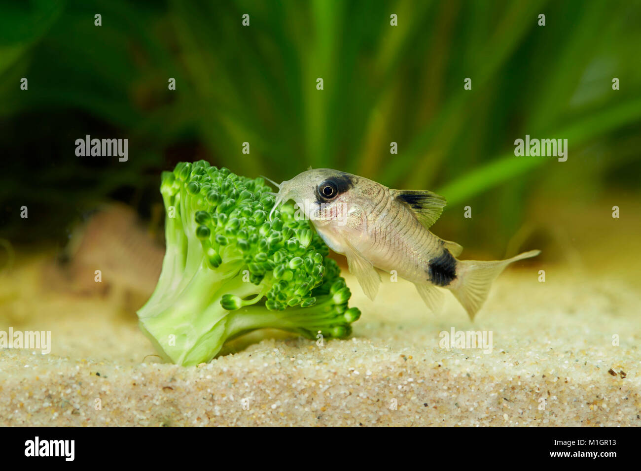 Panda Catfish, Panda (Corydoras Corydoras panda) in un acquario, si nutrono di broccoli . Foto Stock
