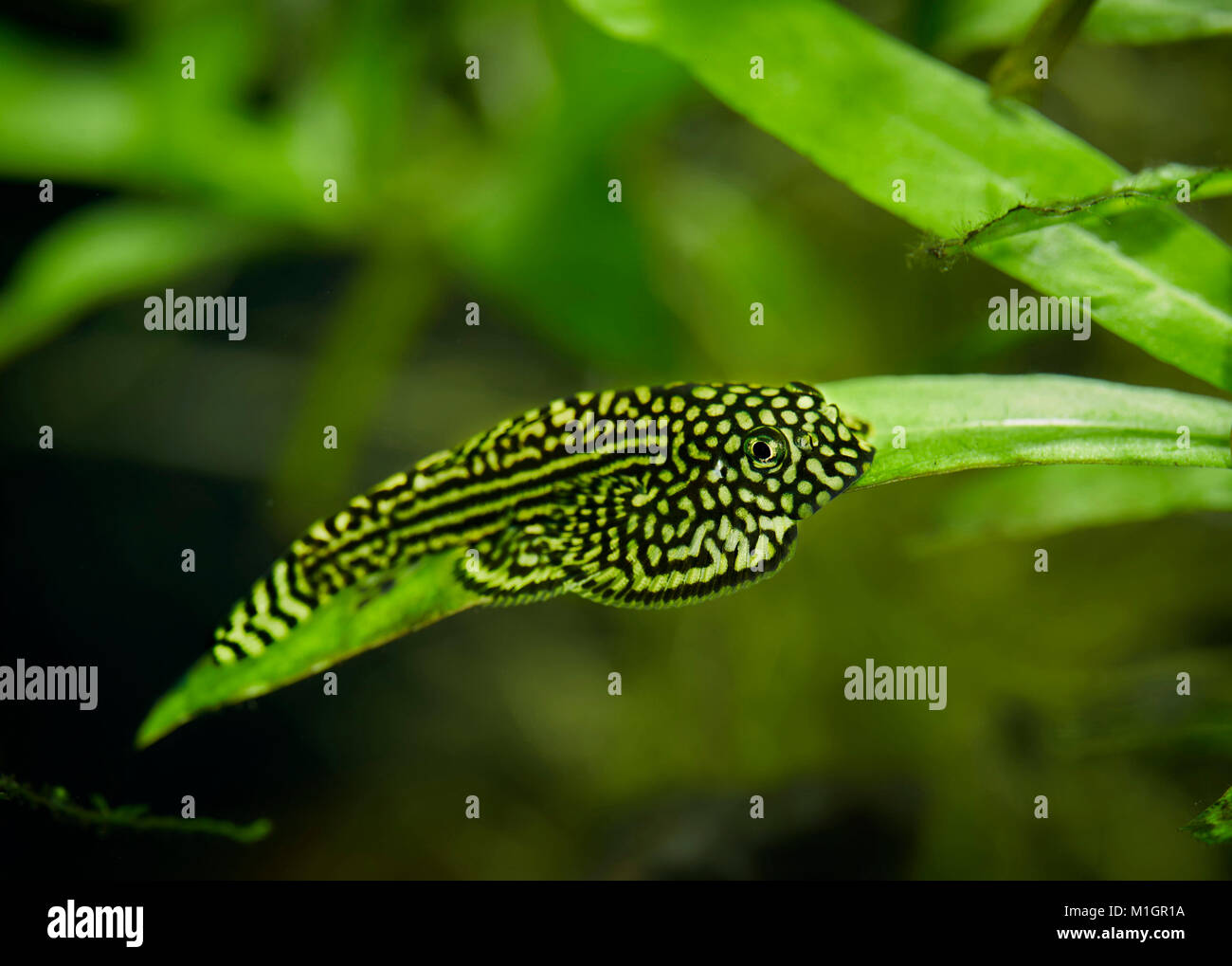 Fiume Loach, Lizardfish (Balitoridae) in un acquario . Foto Stock