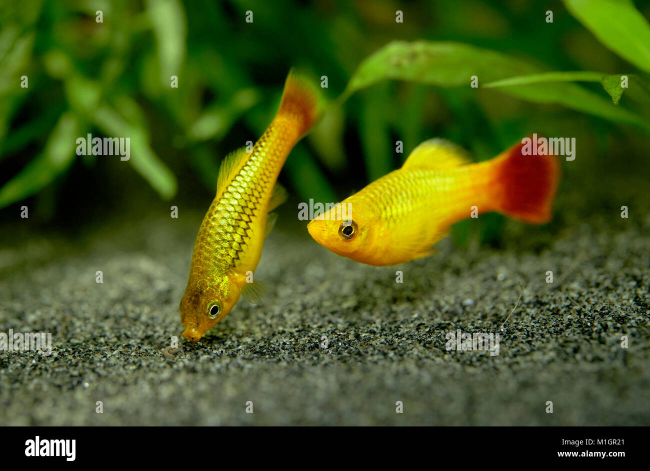 Comune di Platy (Xiphophorus maculatus). Visualizzazione di coppia in un acquario . Foto Stock