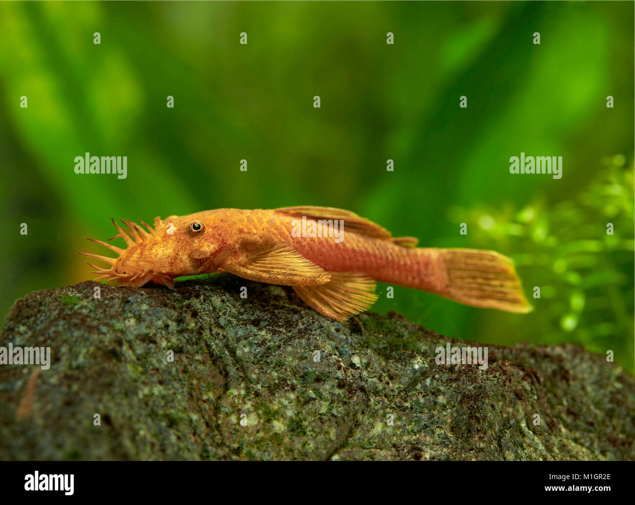 Ventosa di rosso pesce gatto (Ancistrus sp.). Maschio in un acquario . Foto Stock