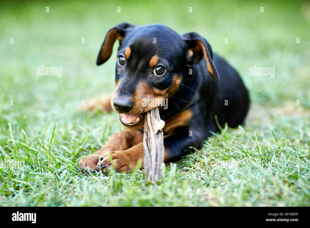 Pinscher Tedesco. Cucciolo rosicchia sul prodotto da masticare per cani. Germania. Foto Stock