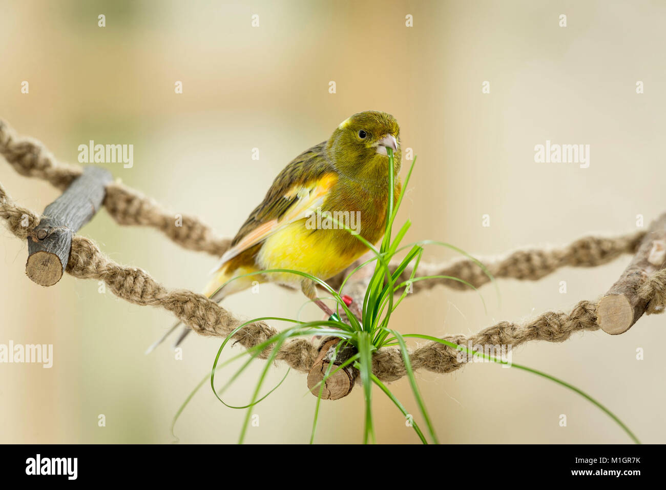 Canarie domestico. Adulto in piedi su un ponte girevole mentre mangia catgrass. Germania. Foto Stock