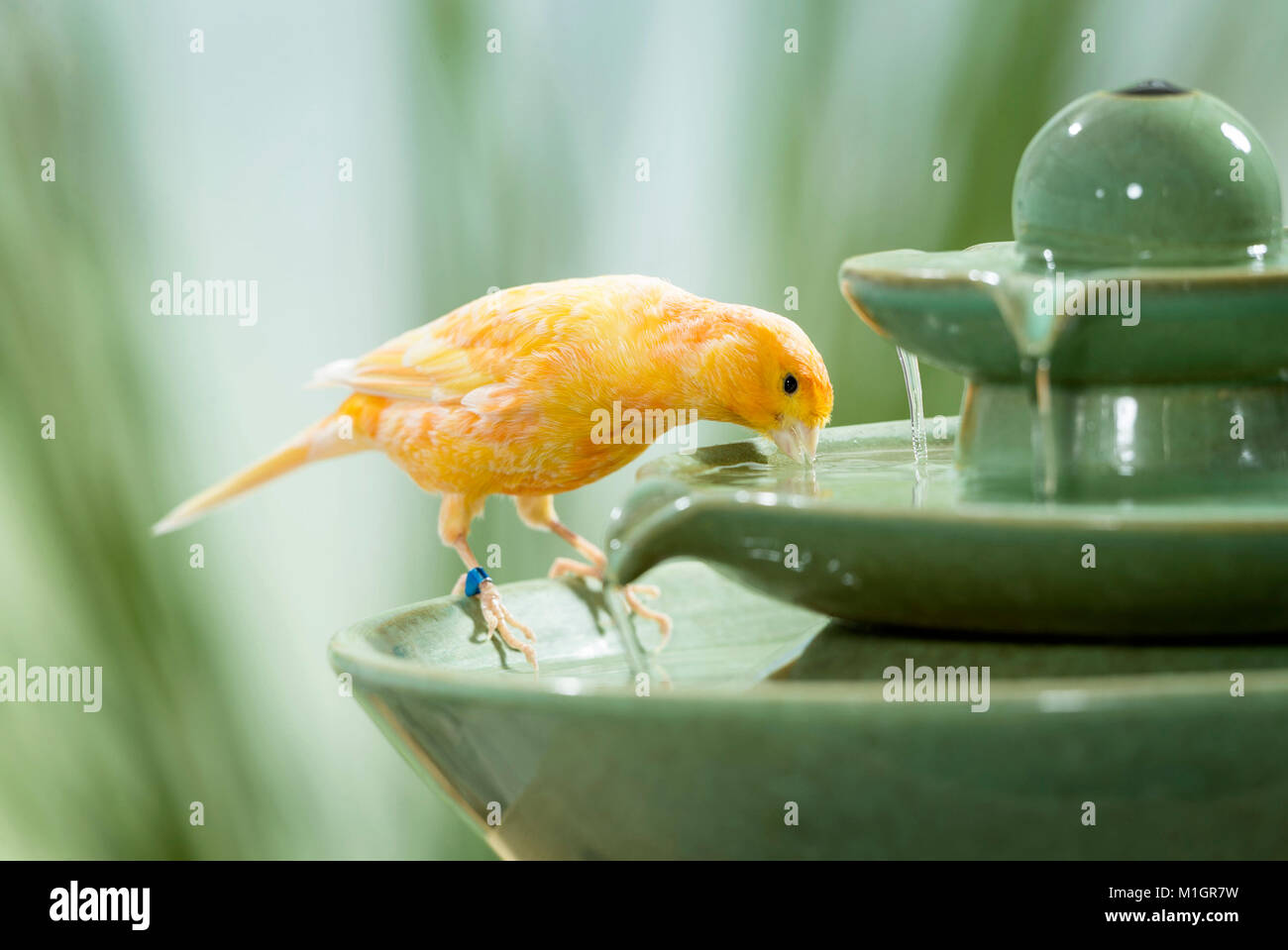 Canarie domestico. Orange bird di bere dalla fontana interna. Germania Foto Stock