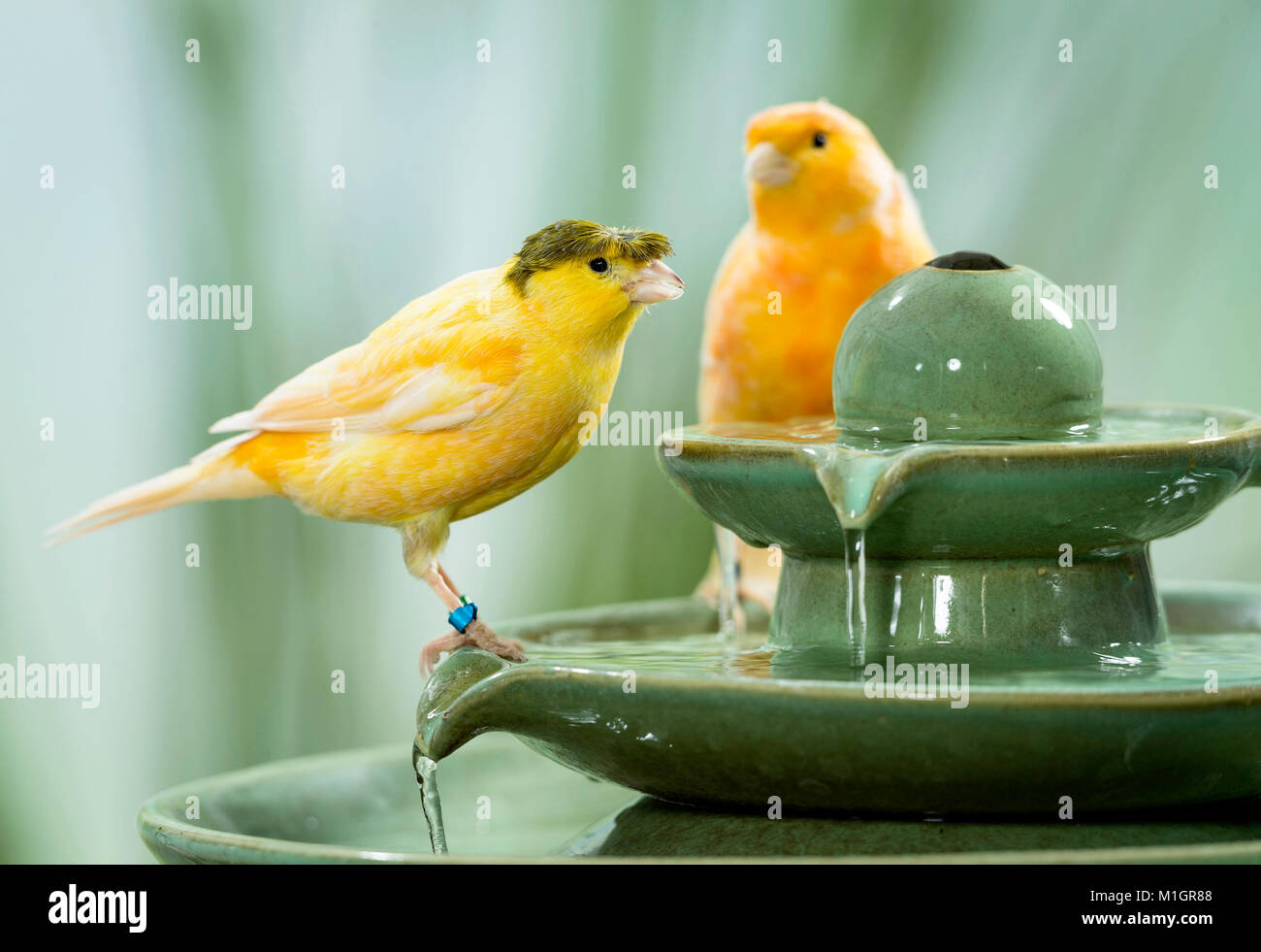 Canarie domestico. Arancione e crested bird su fontana interna. Germania Foto Stock