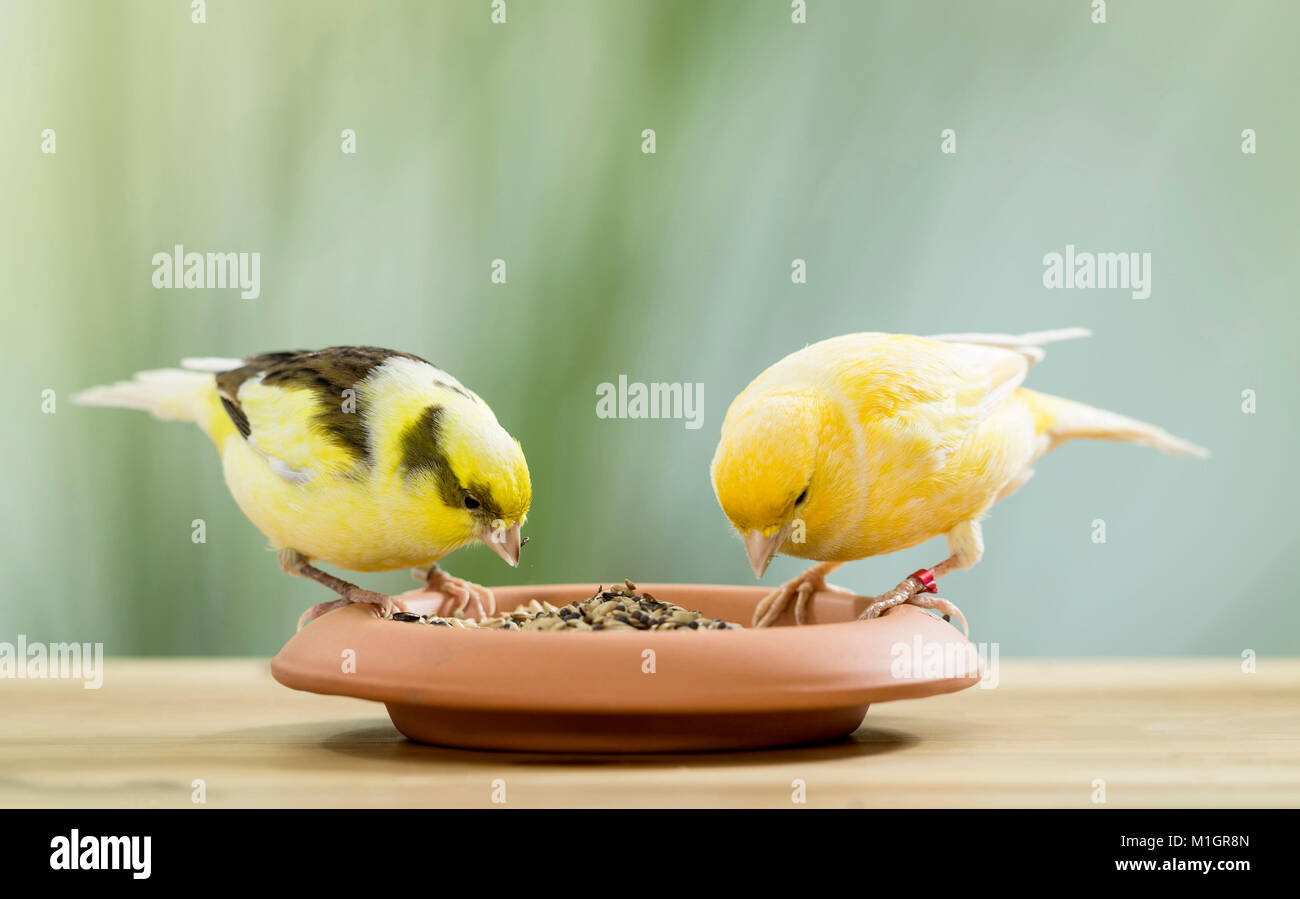 Canarie domestico. Due uccelli di diverso colore picking semi da un piatto. Germania Foto Stock
