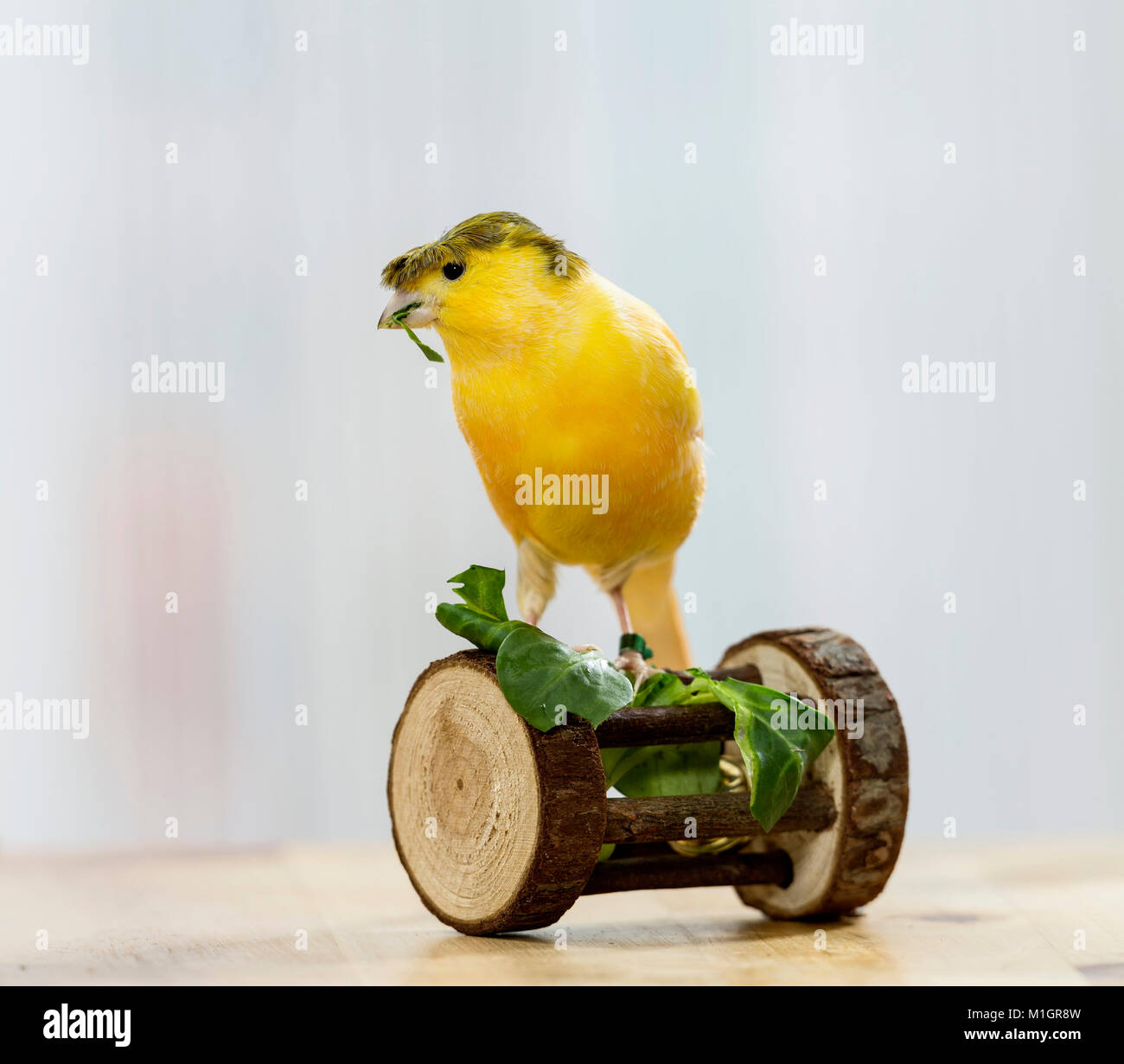 Canarie domestico. Crested bird arroccato su un giocattolo mentre mangia Insalata di campo. Germania Foto Stock