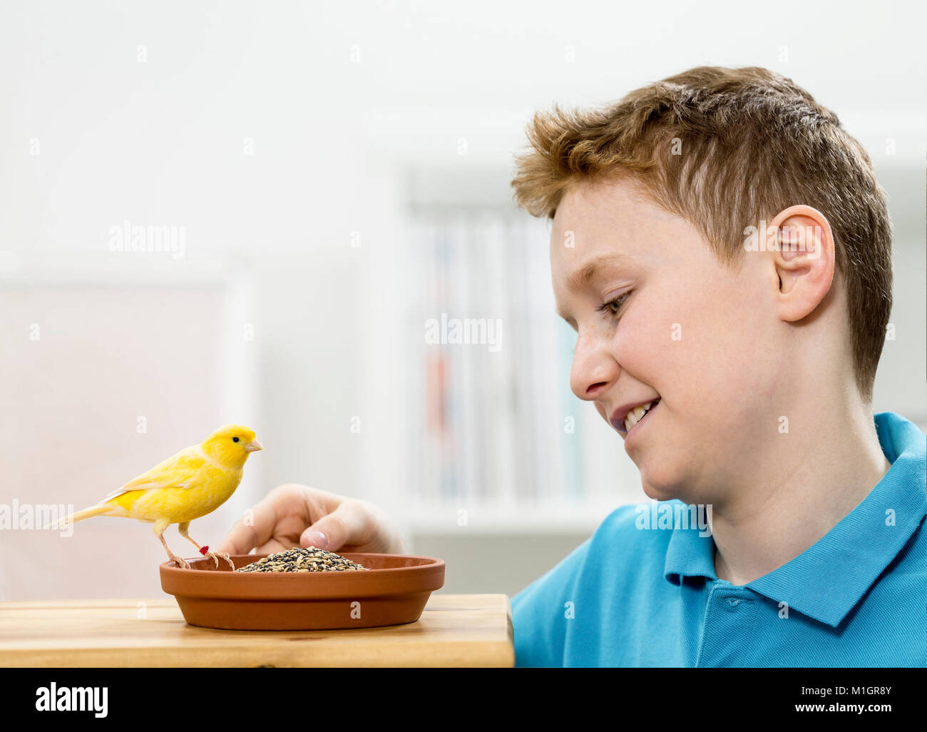 Canarie domestico. Ragazzo che guarda al giallo bird arroccato su un piatto pieno di scagliola miscela. Germania Foto Stock