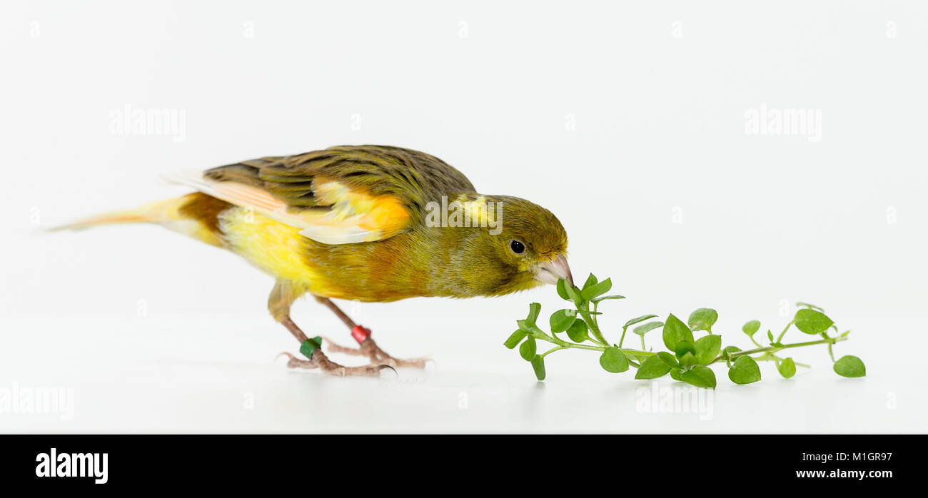 Canarie domestico. Uccello adulto mangiare chickweed. Germania Foto Stock