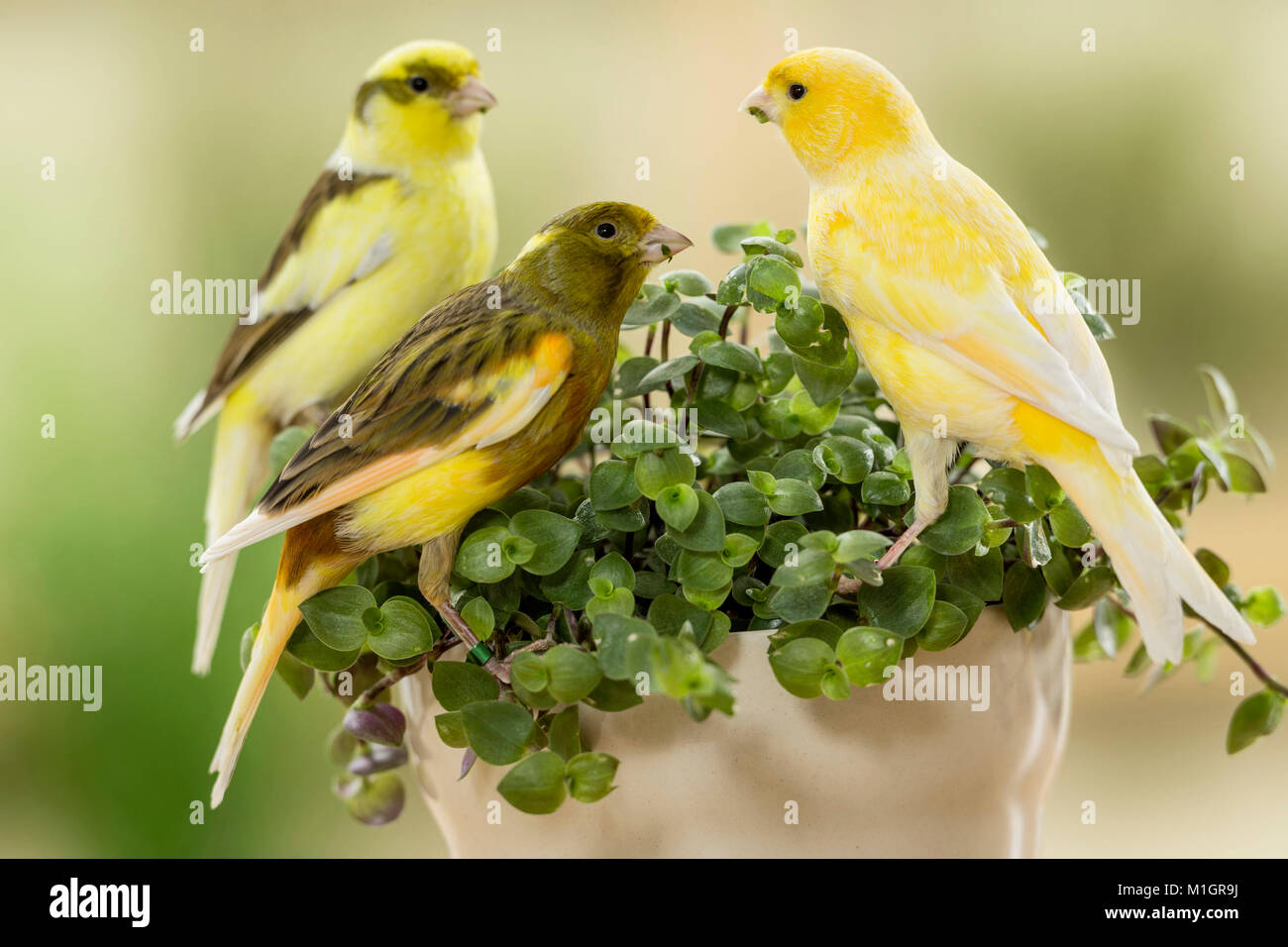 Canarie domestico. Tre uccelli di diverso colore mangiare ebreo boliviano. Germania Foto Stock