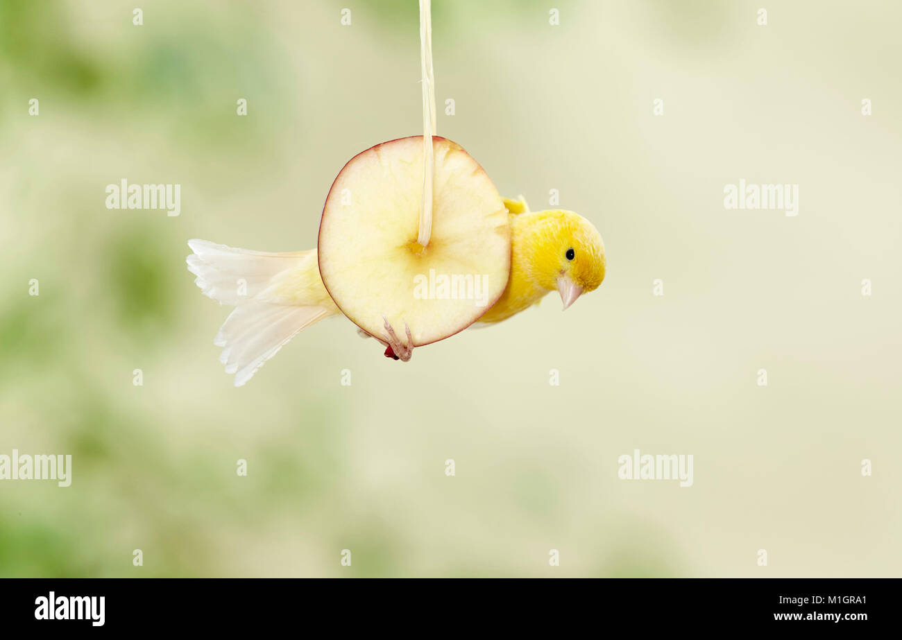 Canarie domestico. Uccello giallo su un Apple Battery slice, appeso a una fune. Germania Foto Stock