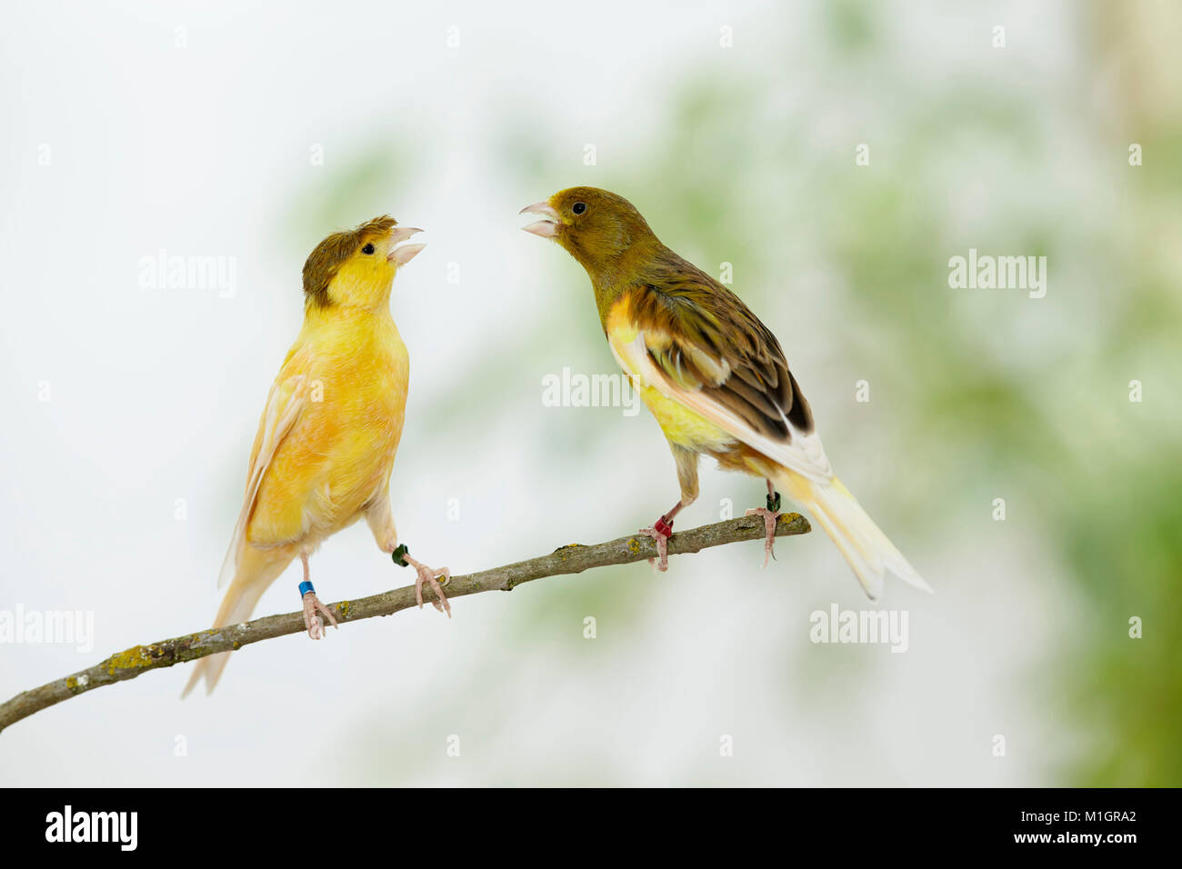 Canarie domestico. Due uccelli di diverso colore appollaiato su un ramoscello mentre sostenendo. Germania Foto Stock