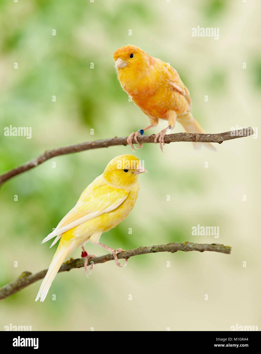 Canarie domestico. Due uccelli di diverso colore arroccato su rametti. Germania. Foto Stock
