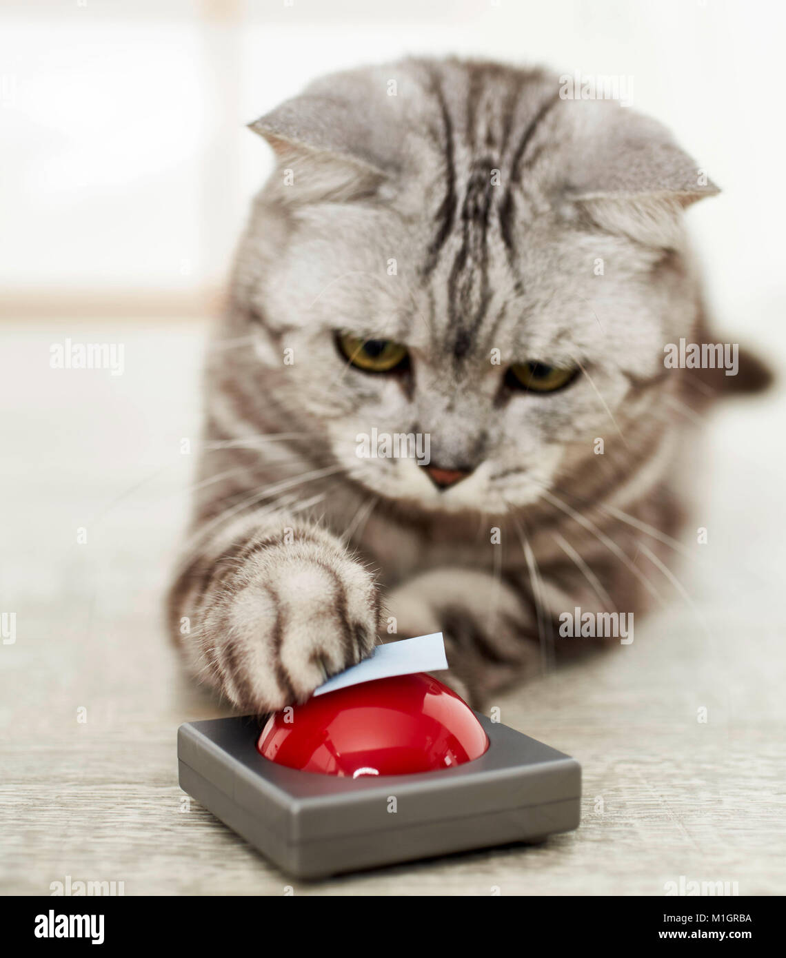 British Shorthair. Grigio tabby adulto toccando bersaglio su un cicalino. Germania Foto Stock