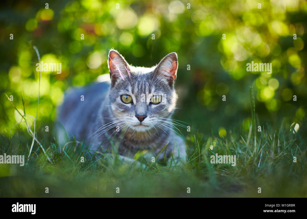 Il gatto domestico. Grigio tabby adulto giacente in erba. Germania. Foto Stock