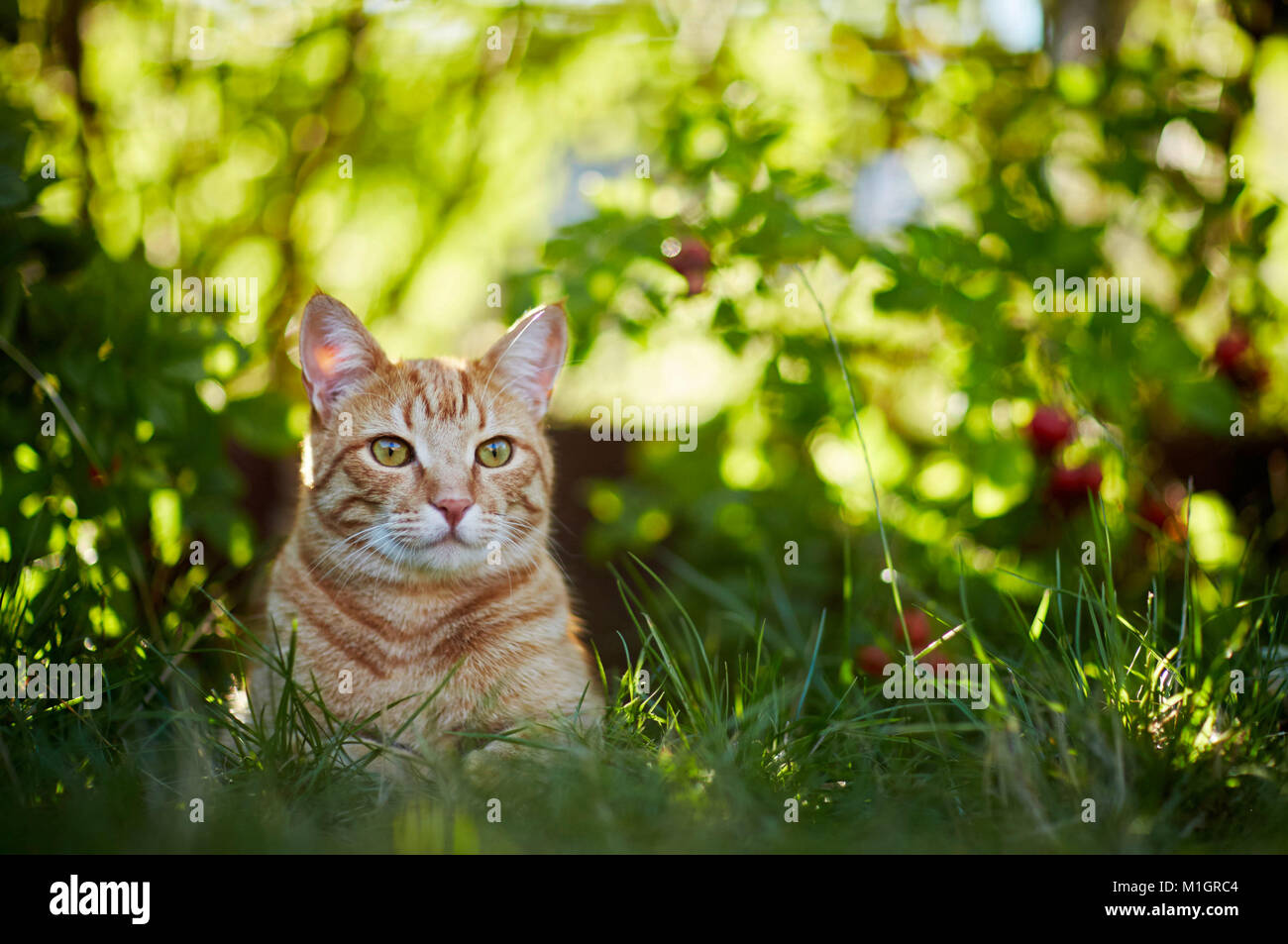 Il gatto domestico. Rosso tabby adulto giacente in erba. Germania Foto Stock
