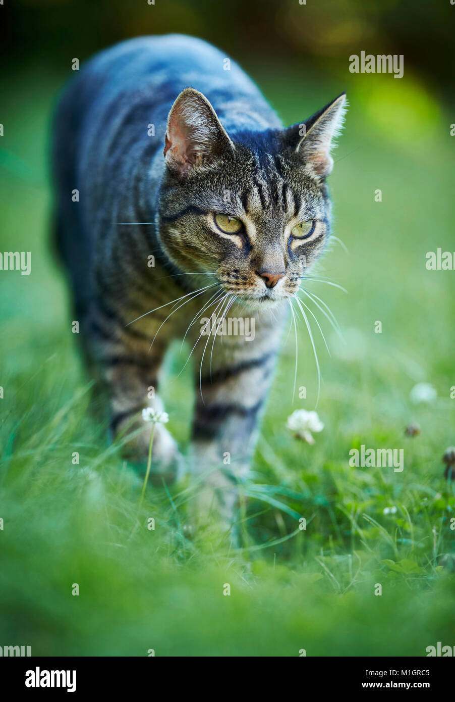 Il gatto domestico. Grigio tabby adulto a piedi in erba. Germania. Foto Stock