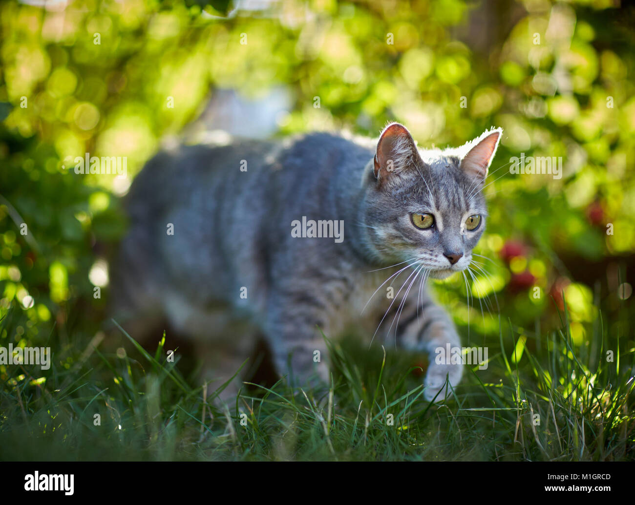 Il gatto domestico. Grigio tabby adulto a piedi in erba. Germania. Foto Stock