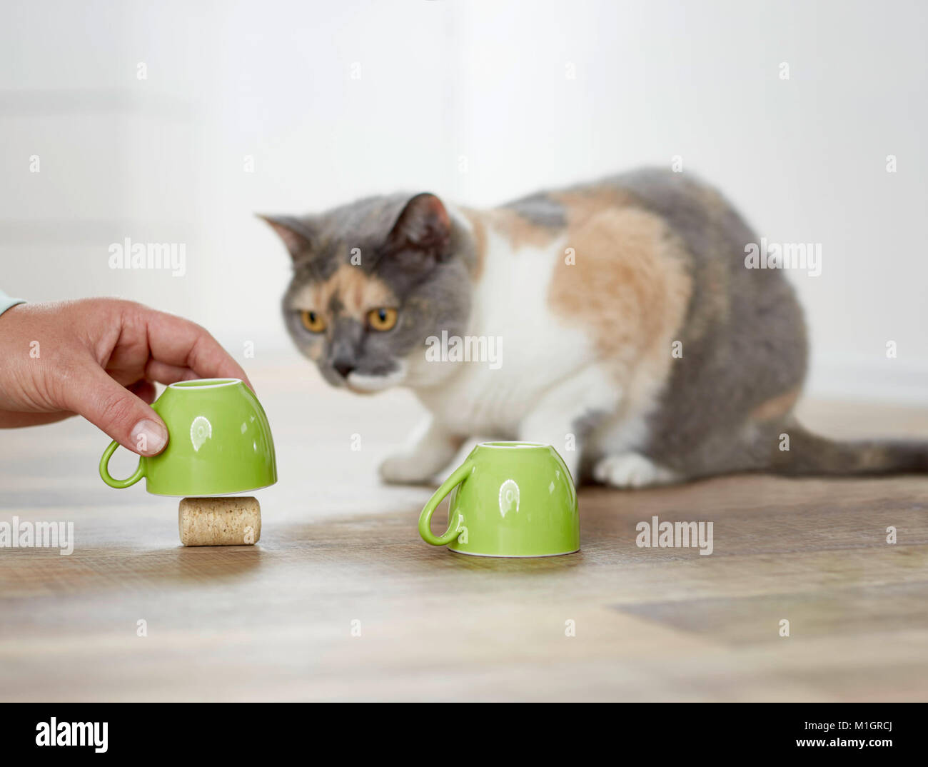 British Shorthair cat. Adulto tricolore la riproduzione di un gioco della shell. Germania Foto Stock