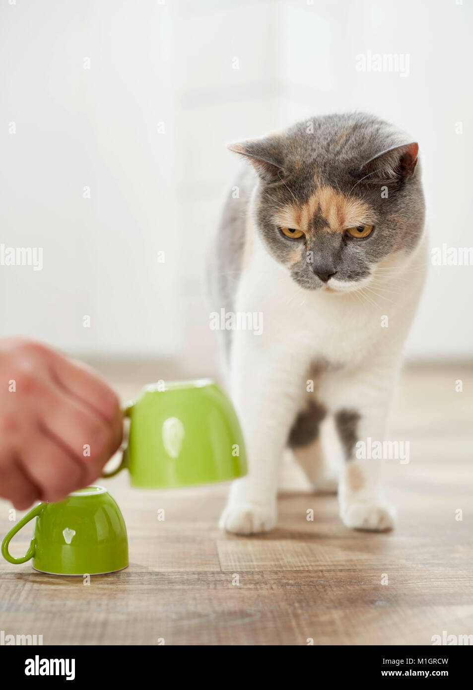British Shorthair cat. Adulto tricolore la riproduzione di un gioco della shell. Germania Foto Stock