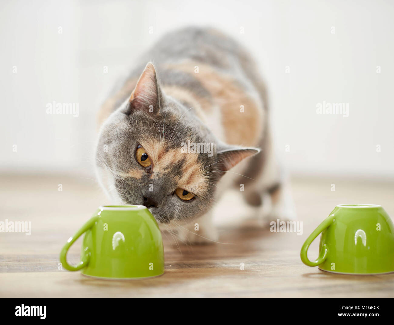 British Shorthair cat. Adulto tricolore la riproduzione di un gioco della shell. Germania Foto Stock