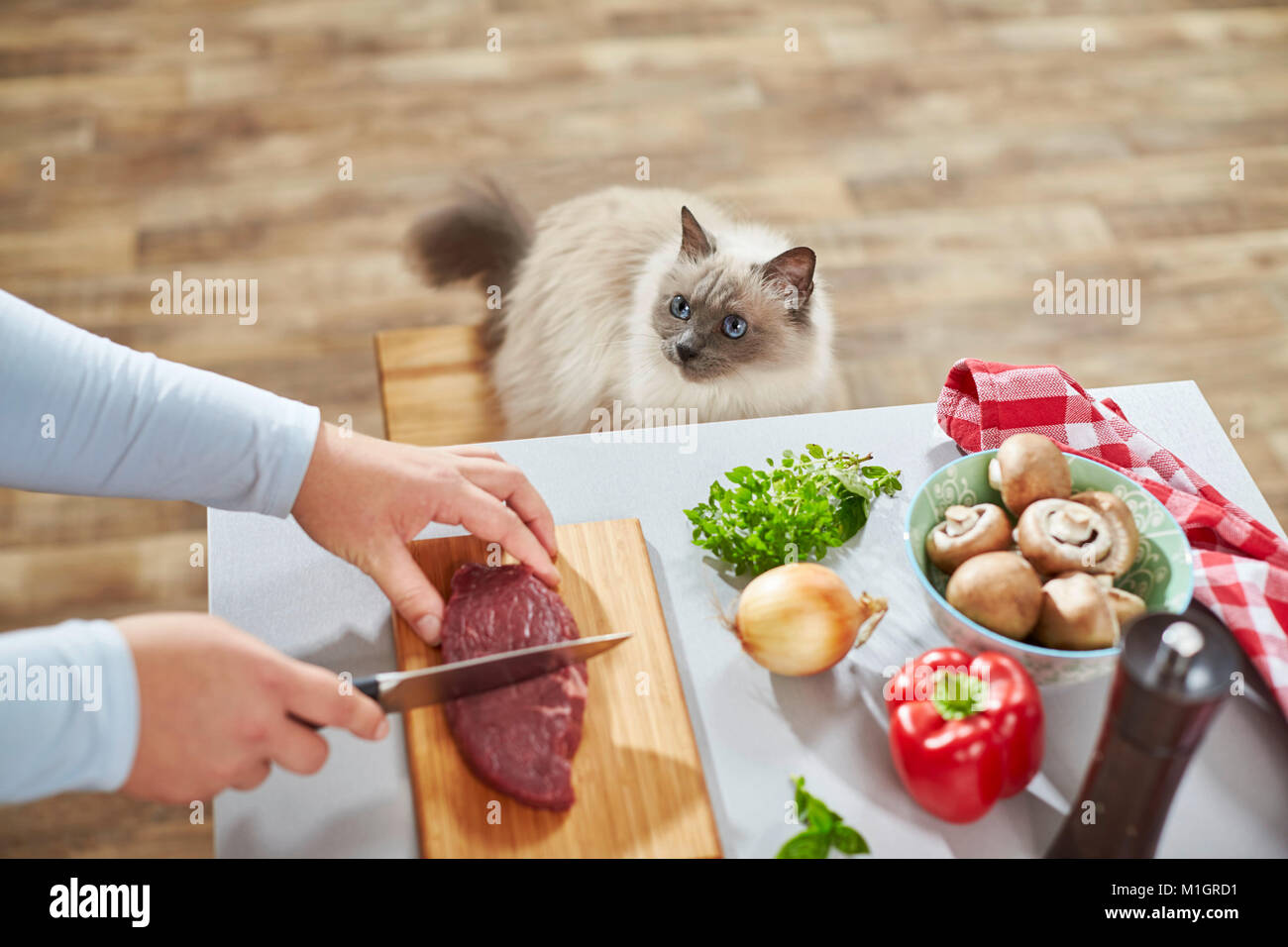 Sacred Birman. Gatto adulto guardare la donna nella preparazione degli alimenti. Germania Foto Stock