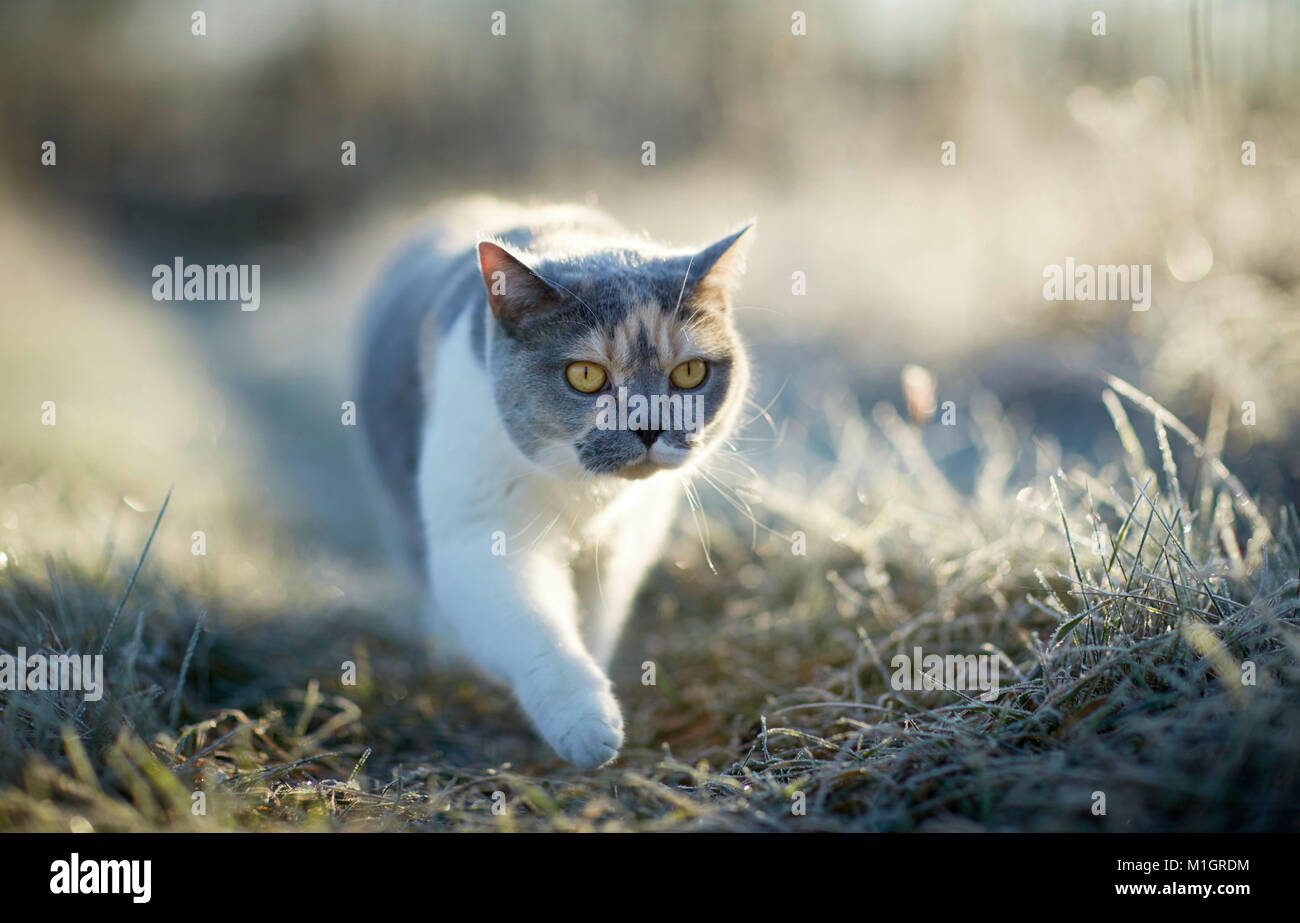 British Shorthair. Gatto adulto su un pupazzo di neve la mattina in un giardino. Germania Foto Stock