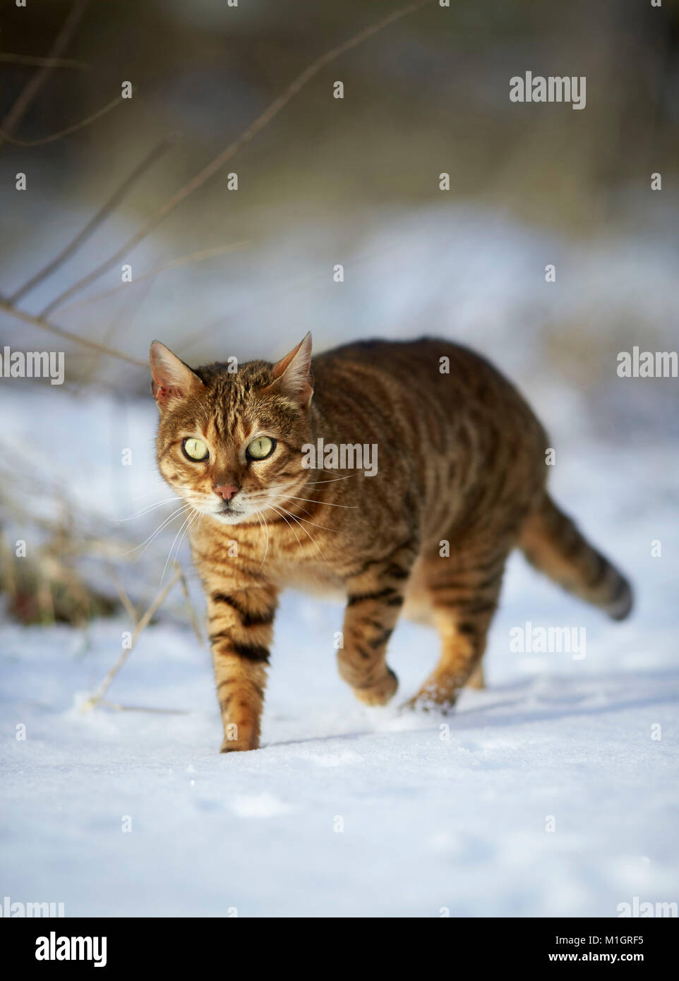 Gatto bengala. Adulto passeggiate sulla neve. Germania Foto Stock