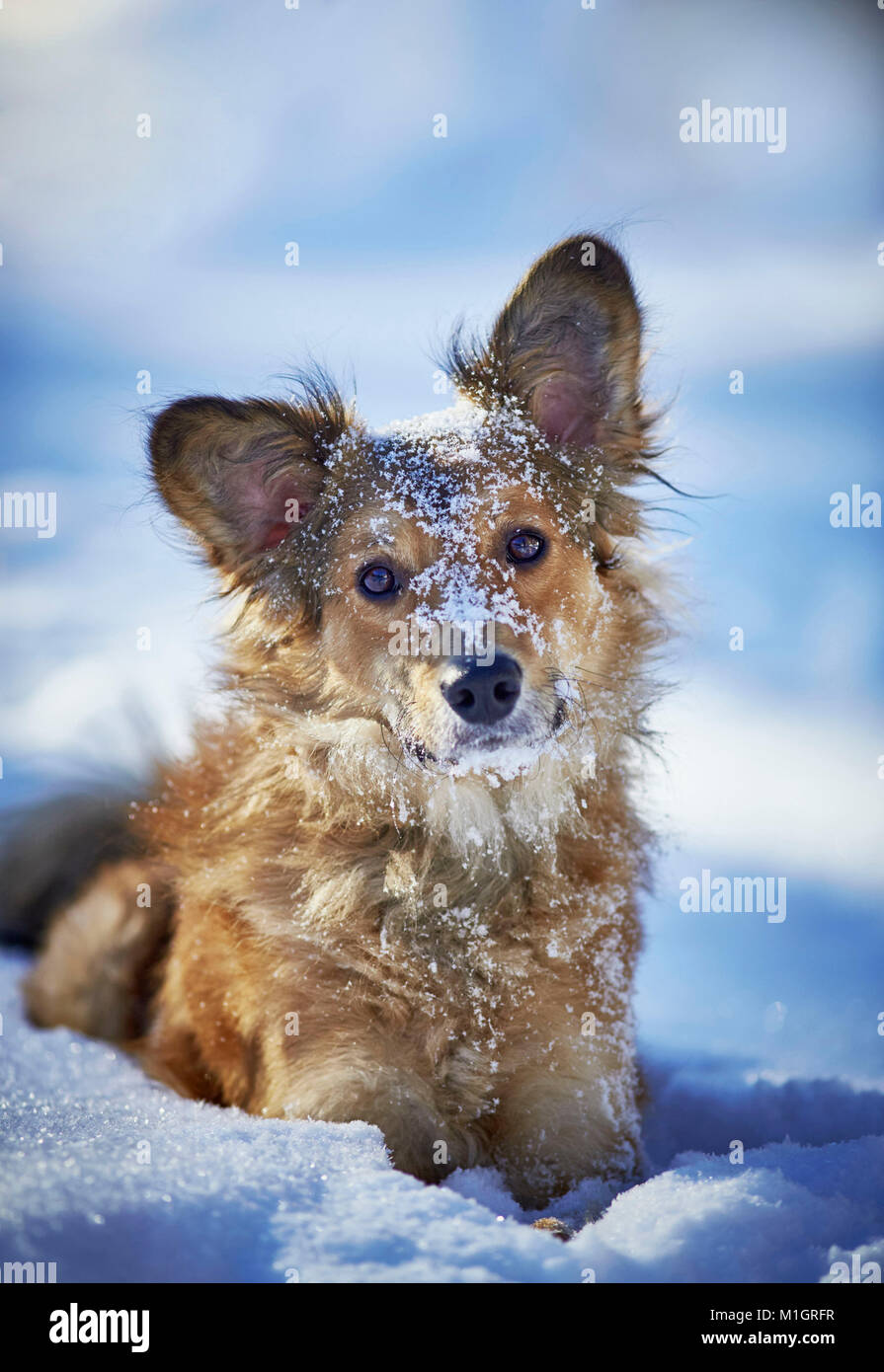 Mixed-razza cane. Adulto seduto nella neve. Germania.. Foto Stock