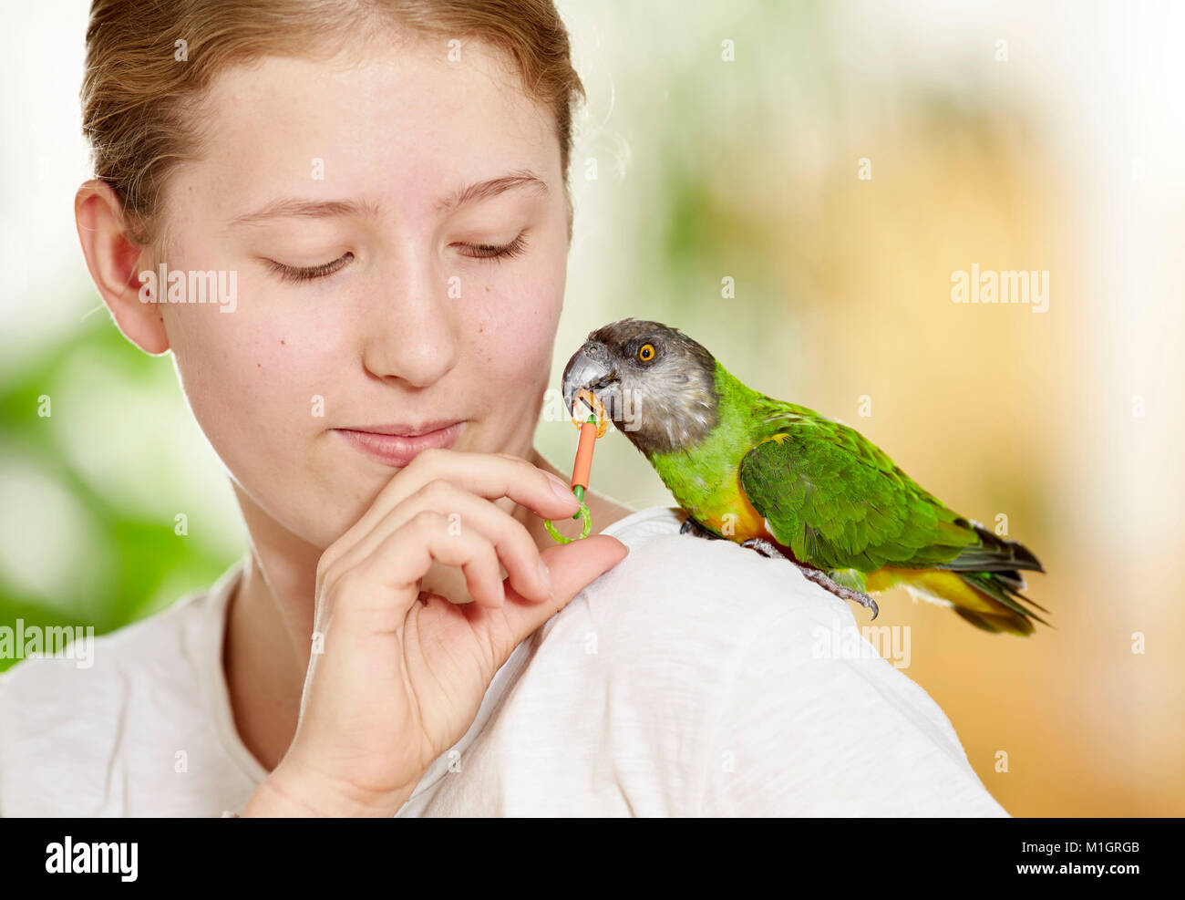 Senegal parrot (Poicephalus senegalus). Adulto appollaiato sulla spalla di una ragazza, giocando con un giocattolo. Germania Foto Stock