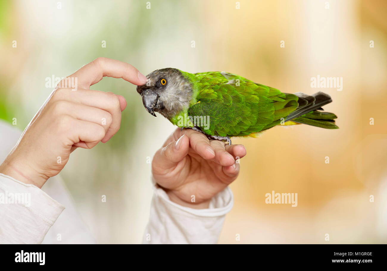 Senegal parrot (Poicephalus senegalus). Adulto in mano, essendo tickled. Germania Foto Stock