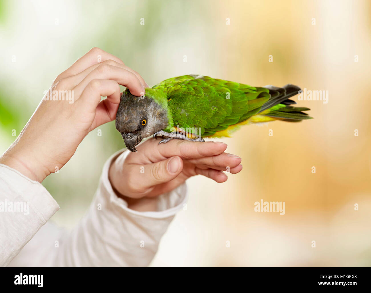 Senegal parrot (Poicephalus senegalus). Adulto in mano, essendo tickled. Germania Foto Stock