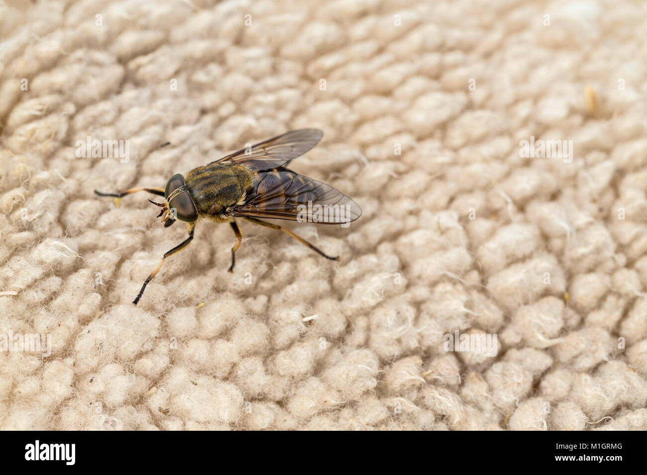 Il Gigante scuro Horsefly (Tabanus sudeticus). Adulto su una pecora. Germania Foto Stock