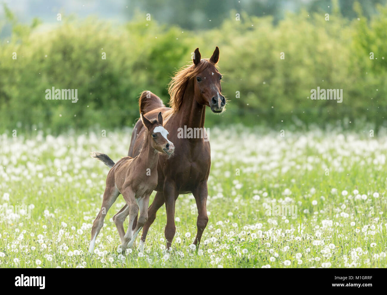 Razza Arabian Horse. Chestnut mare con puledro al galoppo su un pascolo con blowballs. Germania Foto Stock