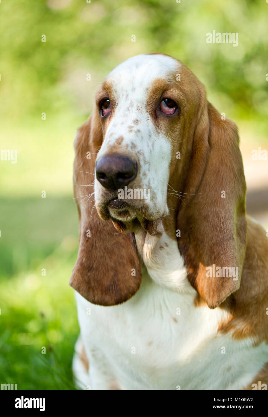 Basset Hound. Ritratto di cane adulto. Germania Foto Stock