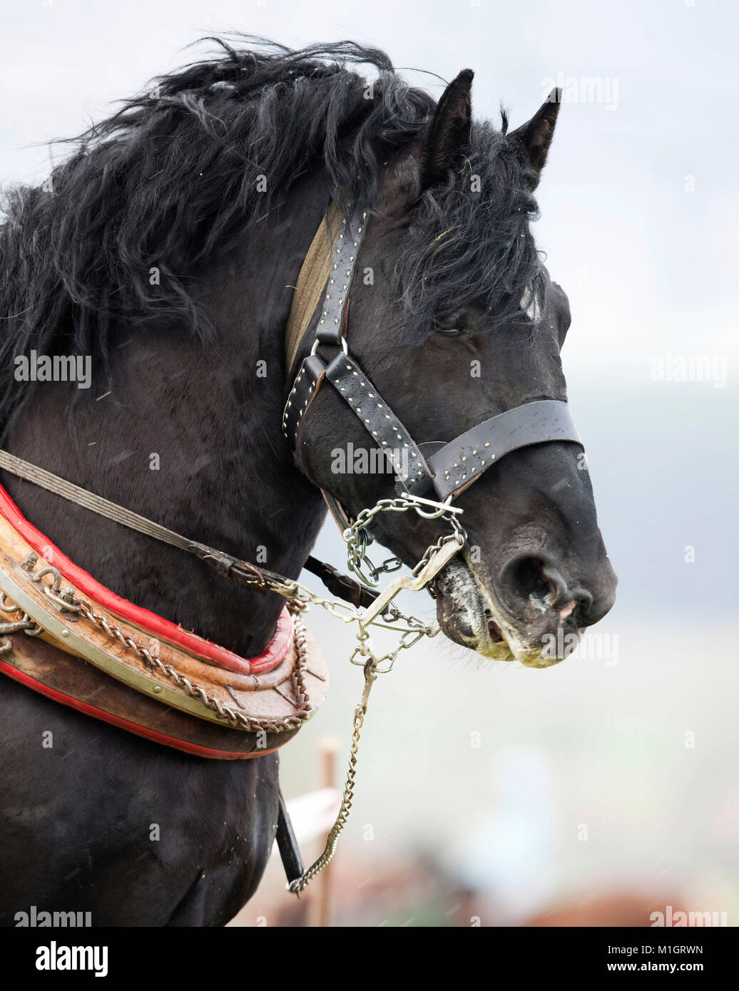 Cavallo norico. Ritratto di adulto nero nel cablaggio con collare. Germania Foto Stock