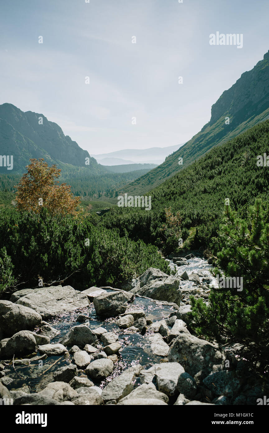 Foresta verde valle montana dei monti Tatra in Slovacchia. Foto Stock