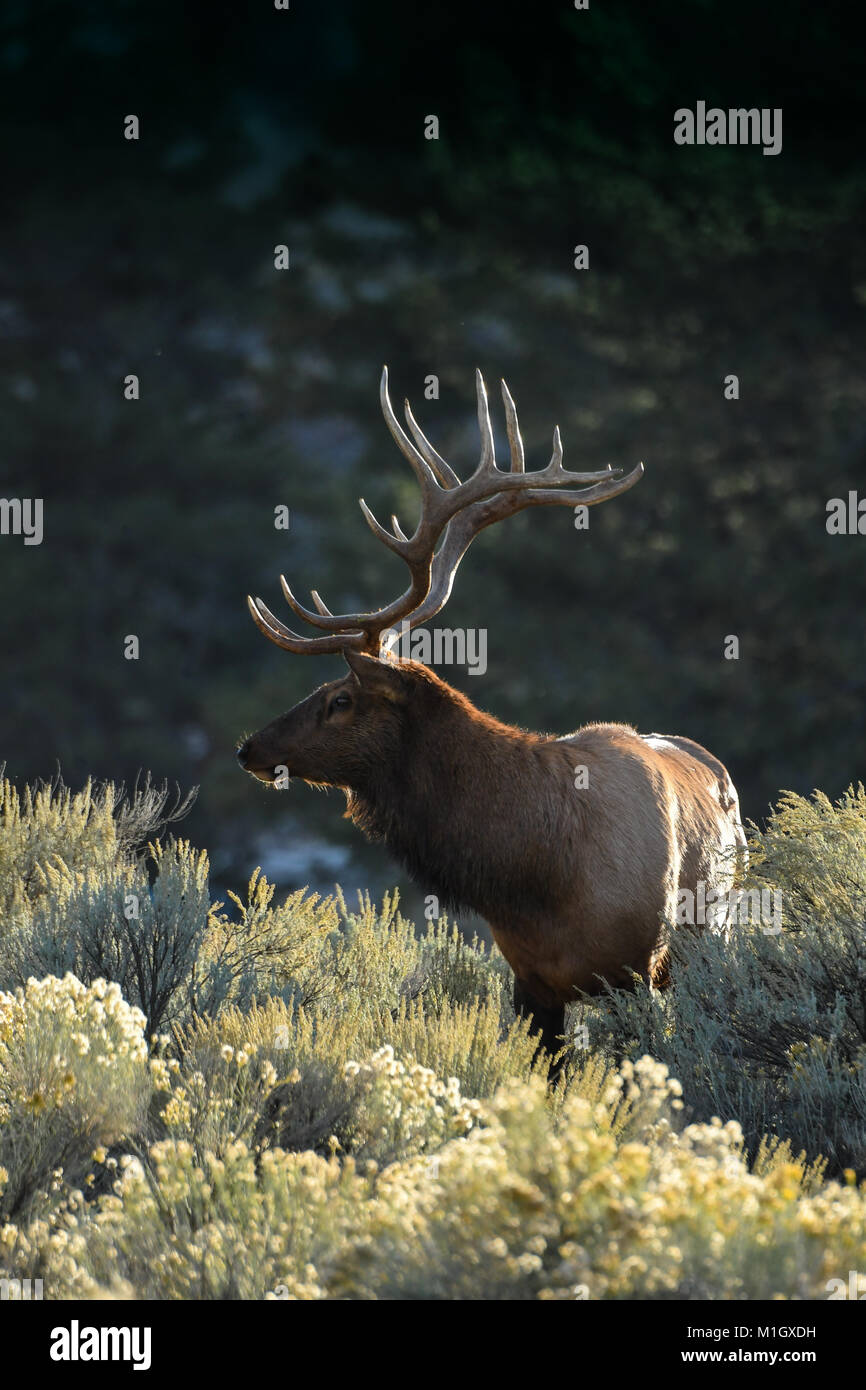 Alce maschio (Cervus canadensis) in Grand Teton National Park Foto Stock