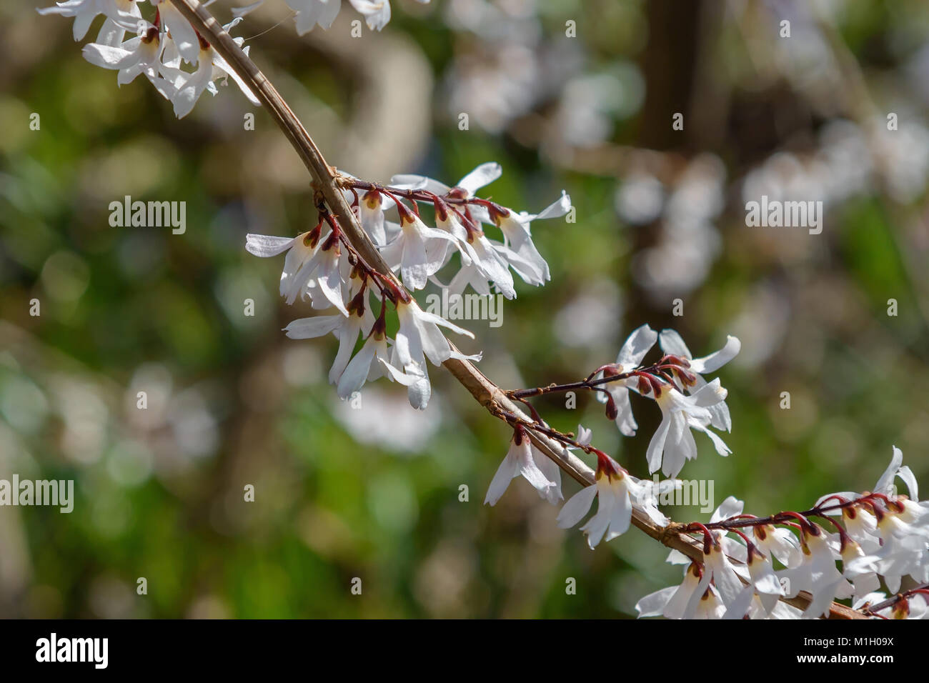 Schneeforsythie (abeliophyllum distichum), Schneeforsythie (Abeliophyllum distichum) Foto Stock