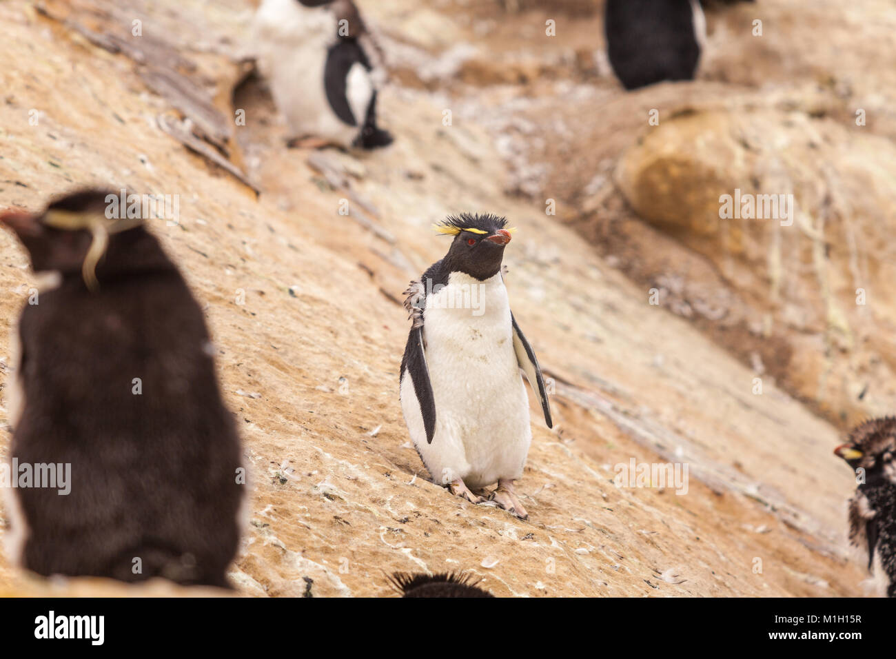 Pinguino saltaroccia colonia, pulcini in muta, West Falkland Foto Stock