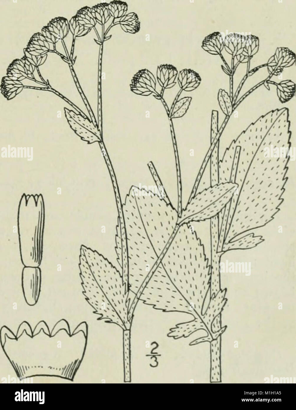Una flora illustrata del nord degli Stati Uniti, il Canada e i possedimenti britannici - da Terranova al parallelo tra il confine meridionale della Virginia e dall'Oceano Atlantico verso ovest (14784261285) Foto Stock