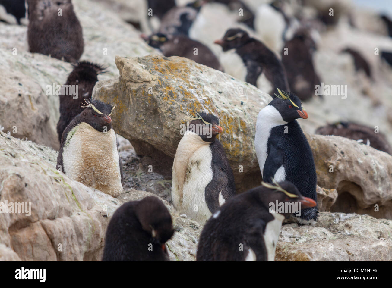 Pinguino saltaroccia colonia, pulcini in muta, West Falkland Foto Stock