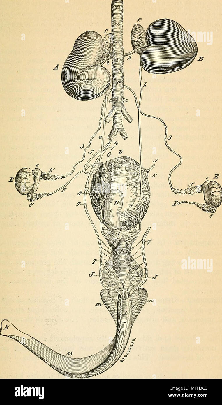 Un libro di testo comparato di fisiologia per gli studenti e gli operatori di confronto (veterinario) medicina (1890) (14763188302) Foto Stock