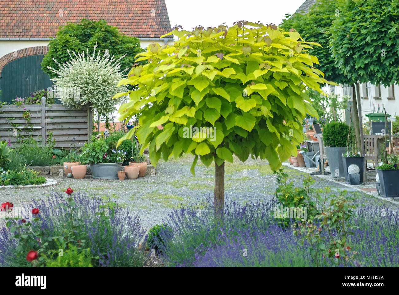 /"GIALLO/" trombe albero pianta Catalpa Ovata//cinese