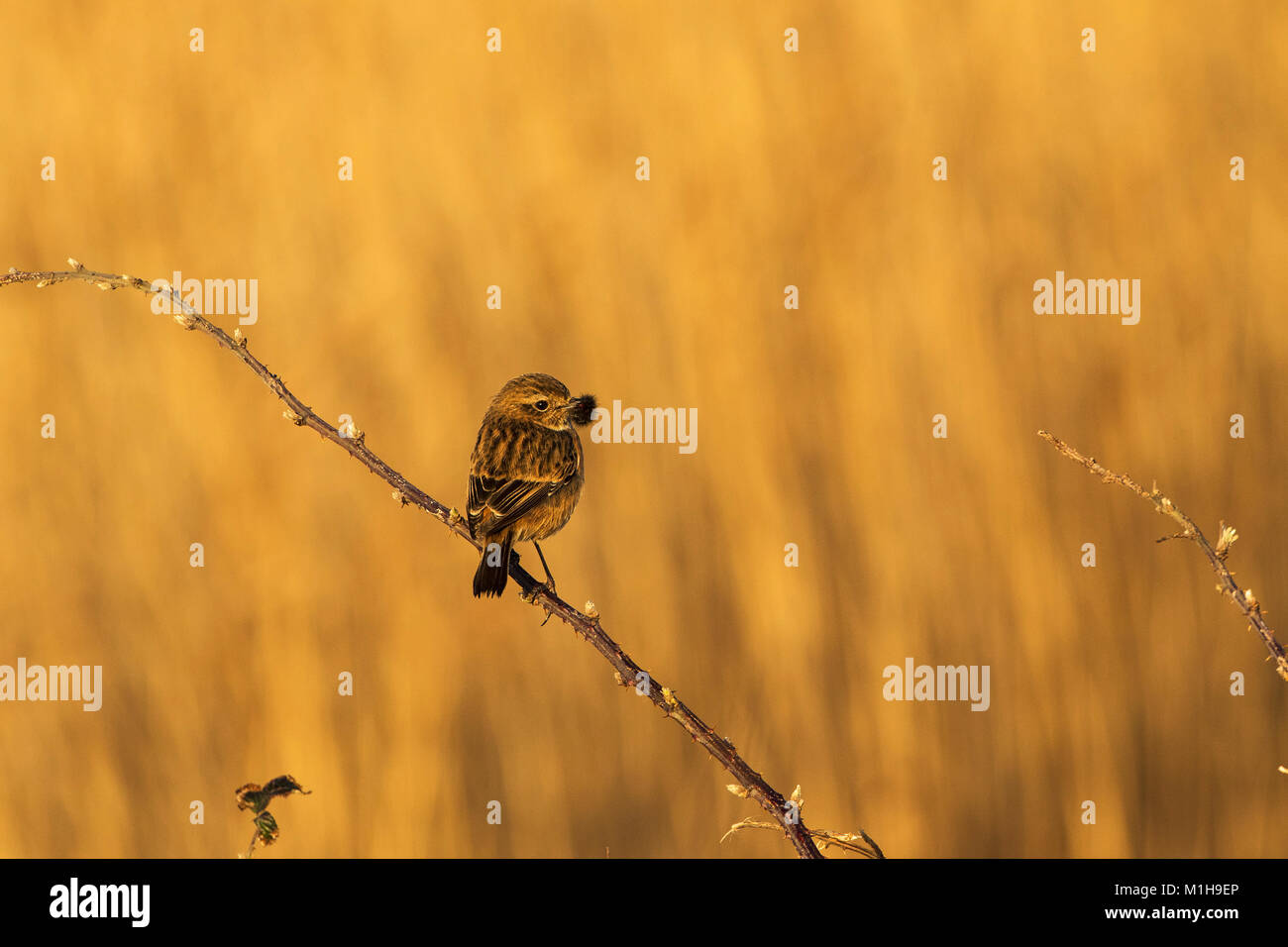 Stonechat comune Saxicola torquata femmina con caterpillar pelose nel suo becco Farllington paludi Hampshire e dell' Isola di Wight Wildlife Trust Reserve ha Foto Stock
