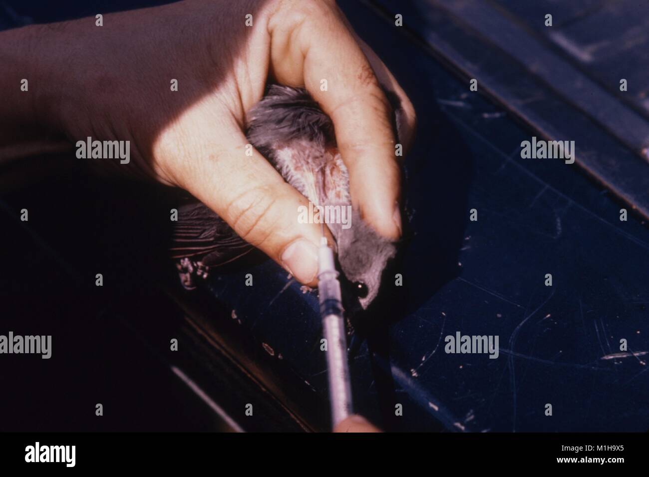 Vista in dettaglio di una mano umana tenendo un uccello e utilizzando una siringa per estrarre sangue dalla vena giugulare come parte di uno dei centri per il controllo delle malattie (CDC) studio in materia di bird-basato arbovirus infezioni come il virus del Nilo occidentale, 1974. Immagine cortesia CDC. () Foto Stock