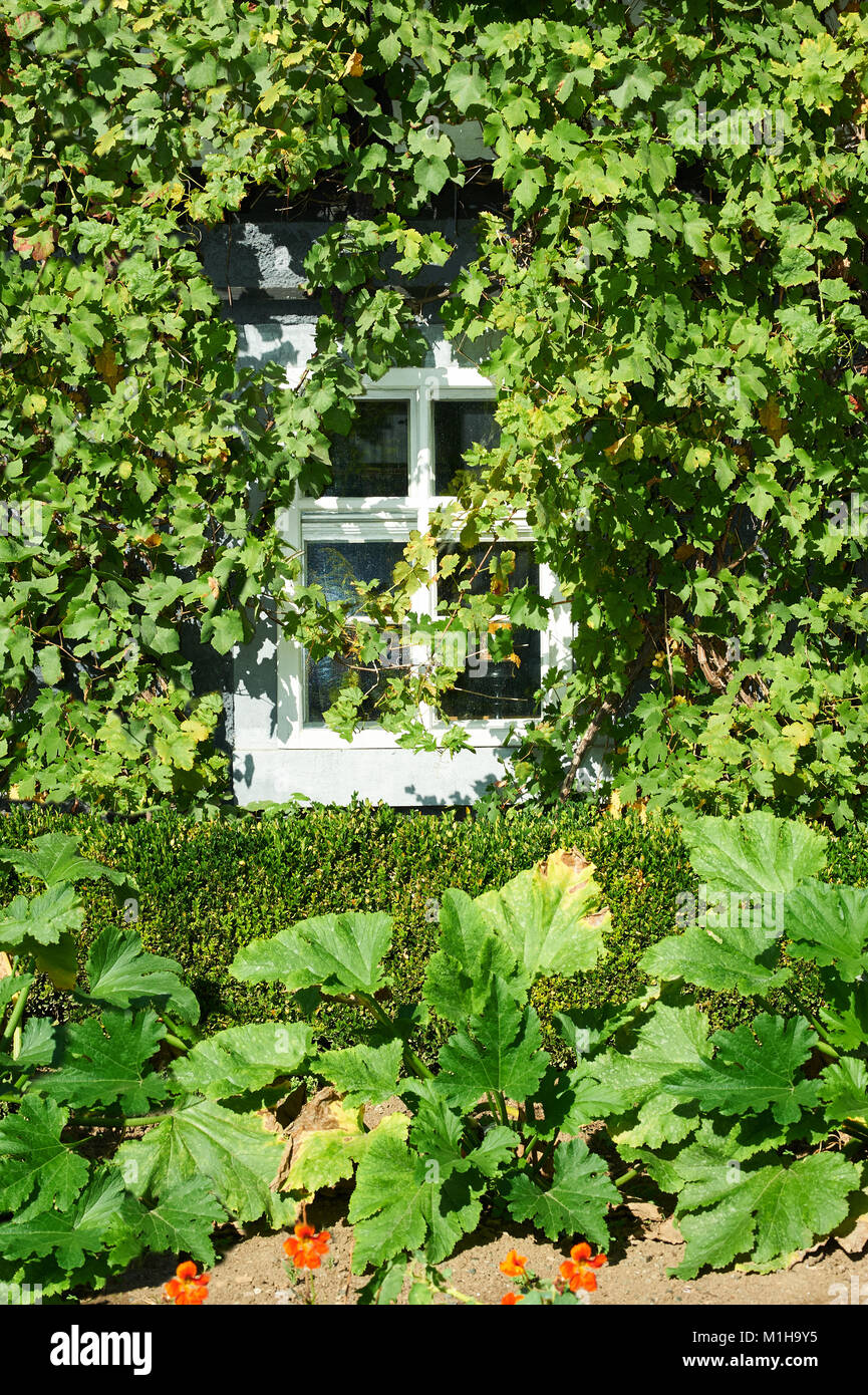 Edificio storico, primo piano su una finestra surrounder dalla vite per uva. Romantico dettagli architettonici di architettura tradizionale in Sassonia, Germania. Foto Stock
