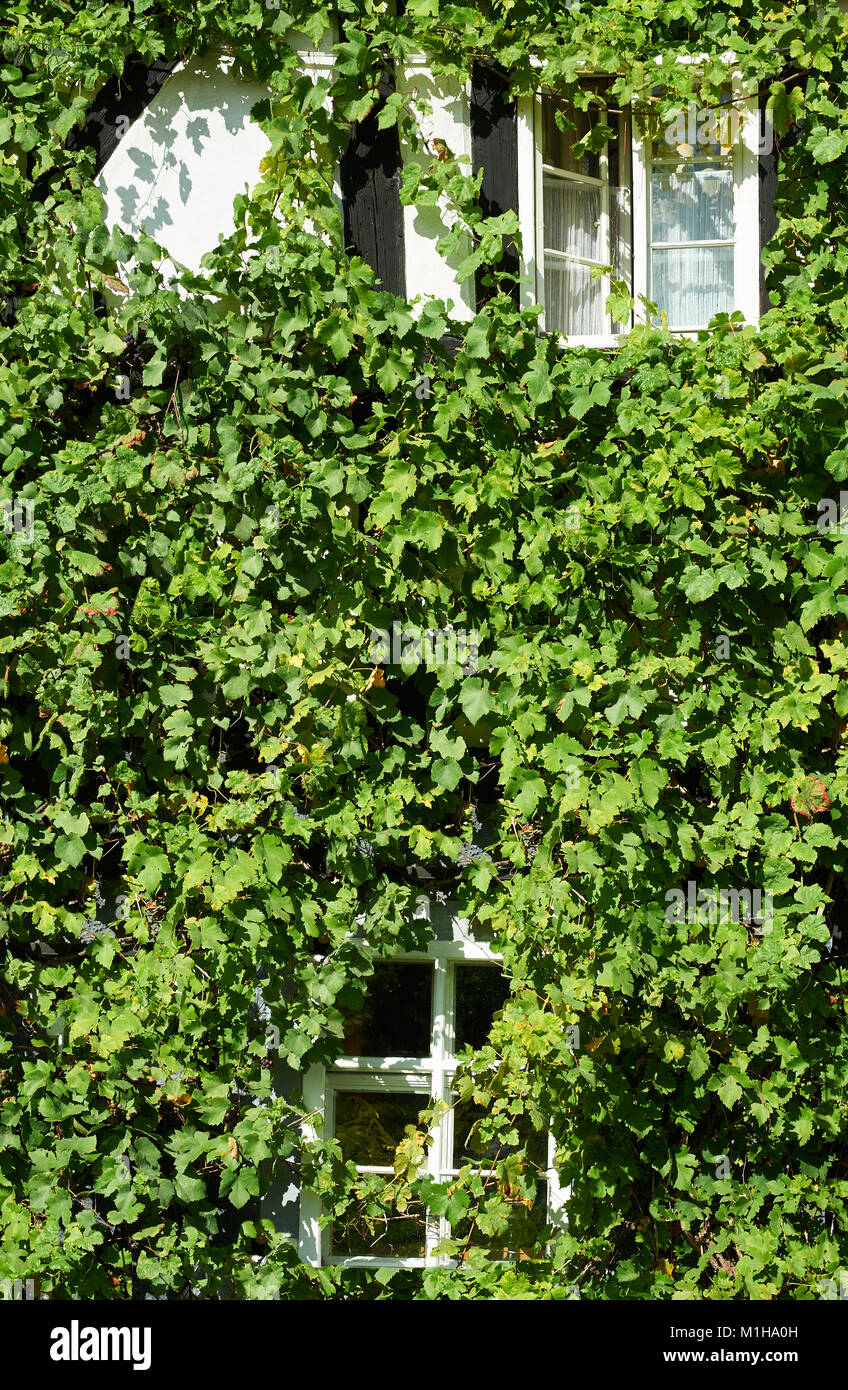 Edificio storico, primo piano su un windows surrounder dalla vite per uva. Romantico dettagli architettonici di architettura tradizionale in Sassonia, Germania. Foto Stock