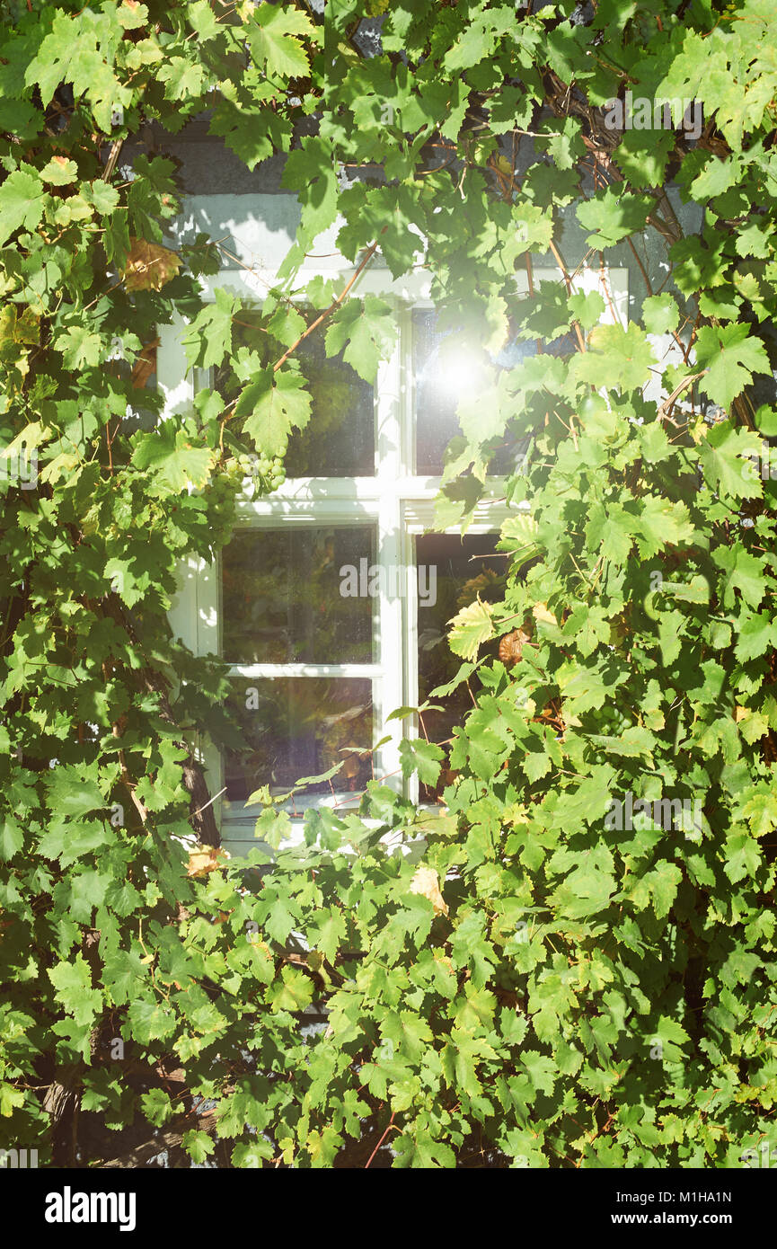 Edificio storico, il sole si riflette in una finestra surrounder dalla vite per uva. Romantico dettagli architettonici di architettura tradizionale in Sassonia, Tedesco Foto Stock