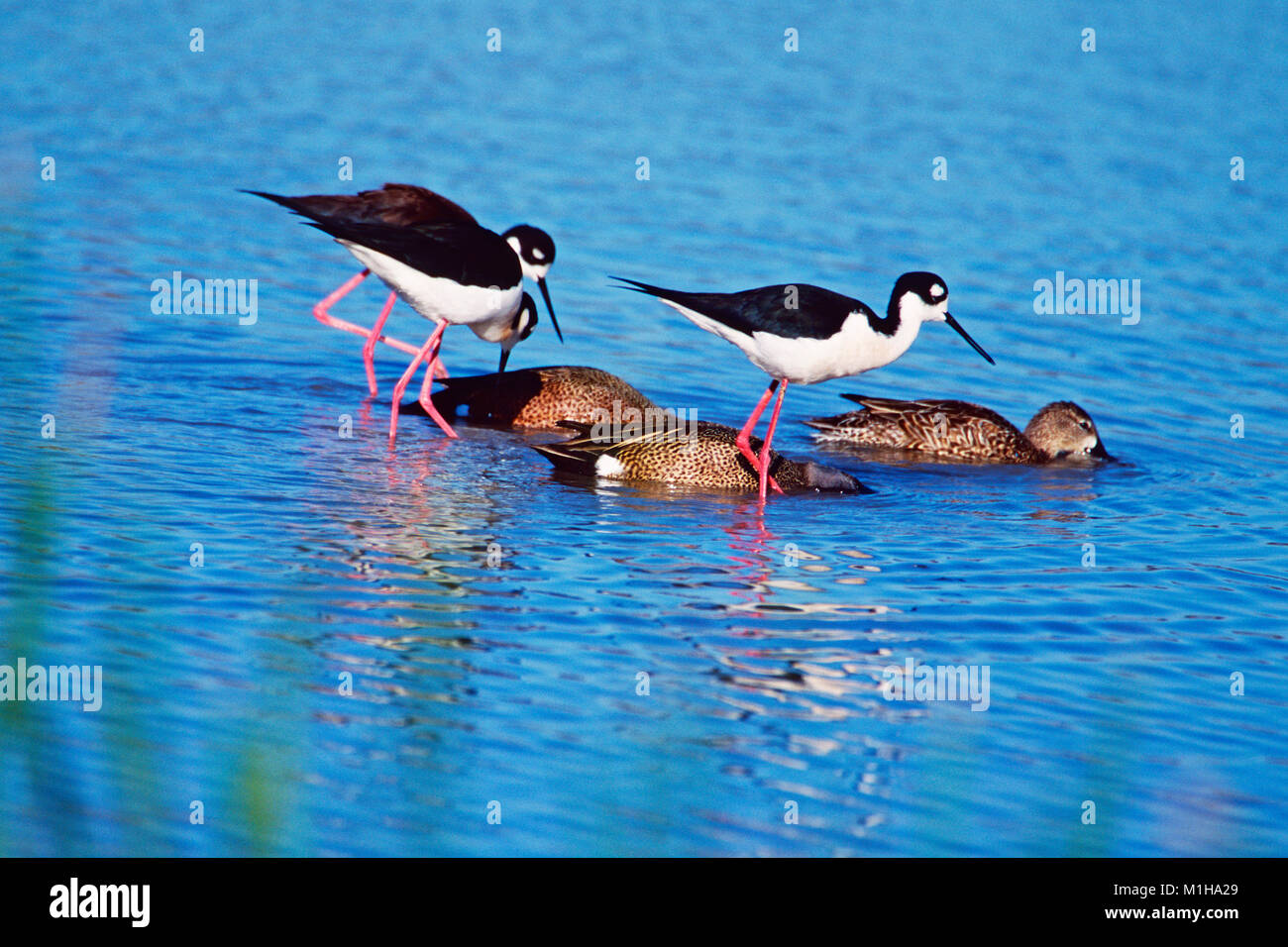Nero a collo stilt Himantopus mexicanus alimentando in acqua disturbata alimentando Blu-winged teal Anas discors Santa Ana National Wildlife Refuge Texas U Foto Stock