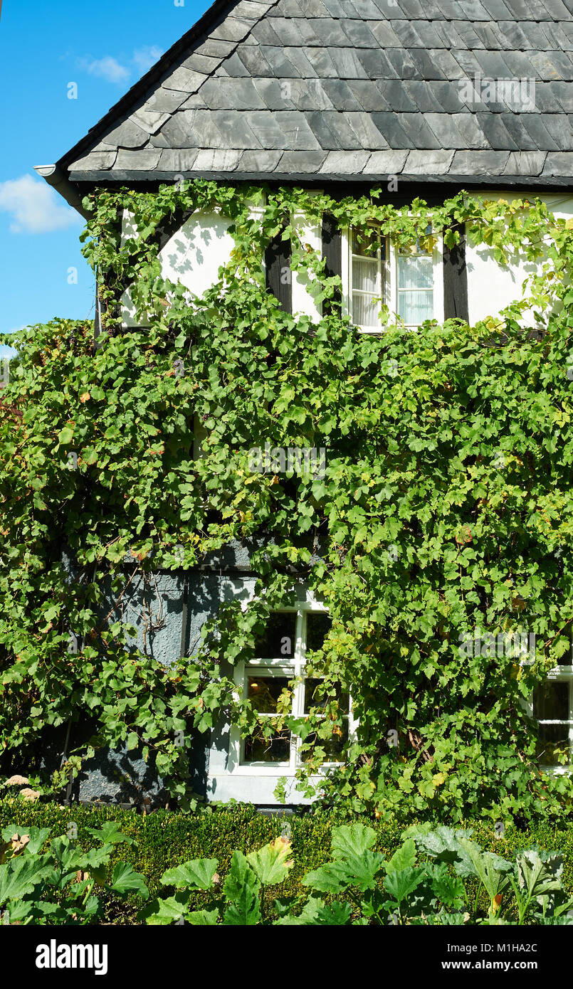Edificio storico, primo piano su una parete coveded con ricoperta dalla vite per uva. Architettura romantica delle zone rurali in Sassonia, Germania. Foto Stock